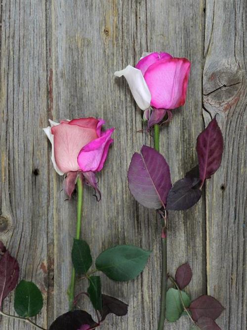 PINK, RED & WHITE   TINTED ROSES